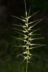 Eastern bottlebrush grass